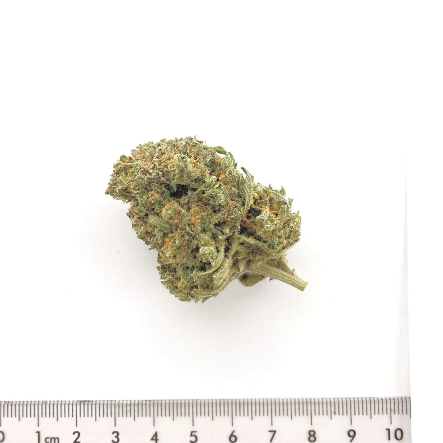 Fleur de chanvre CBD Banana Berry, cultivée à Meinier (Genève)