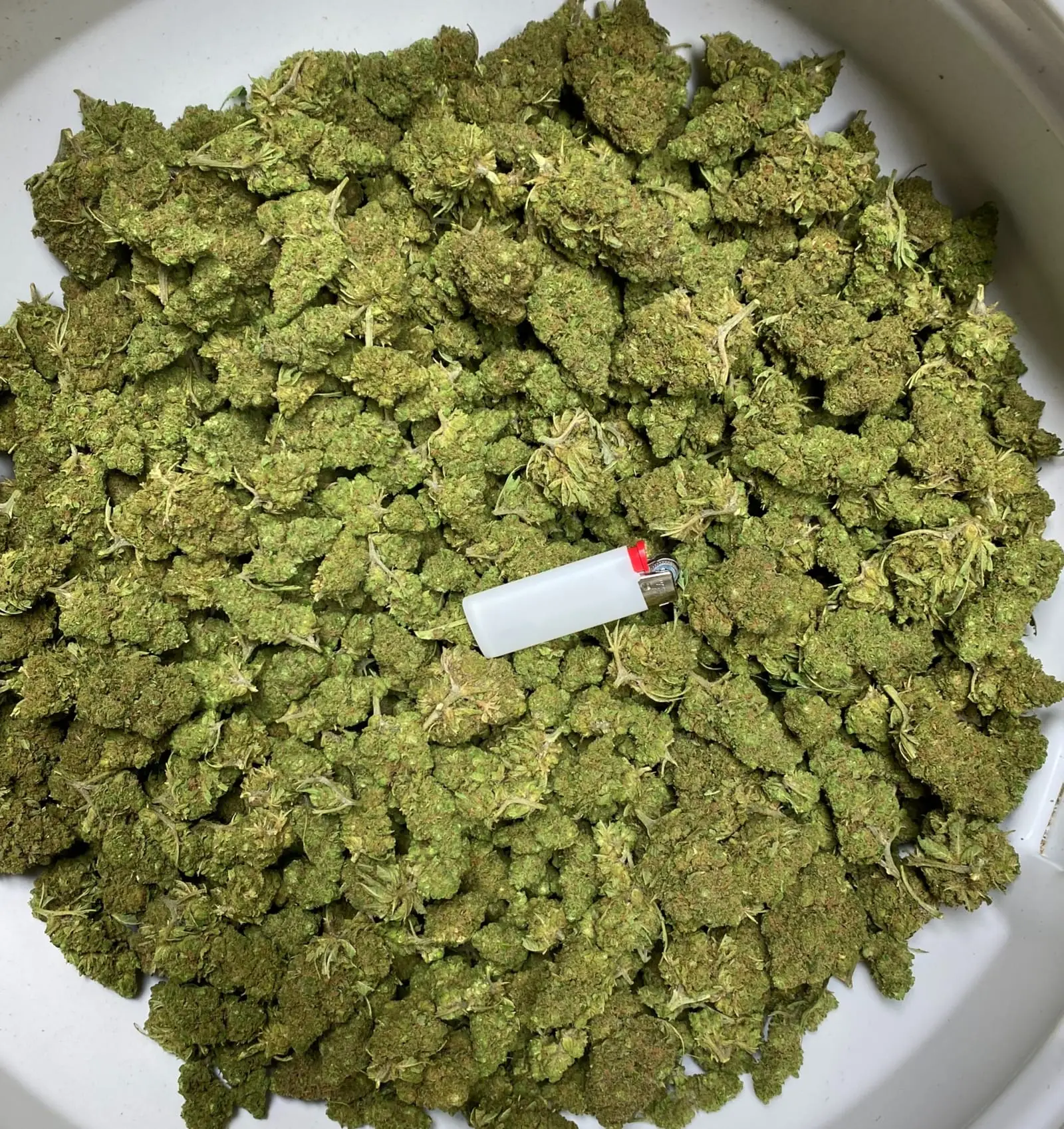 Fleur de chanvre CBD Blueberry Muffin, cultivée à Meinier (Genève)