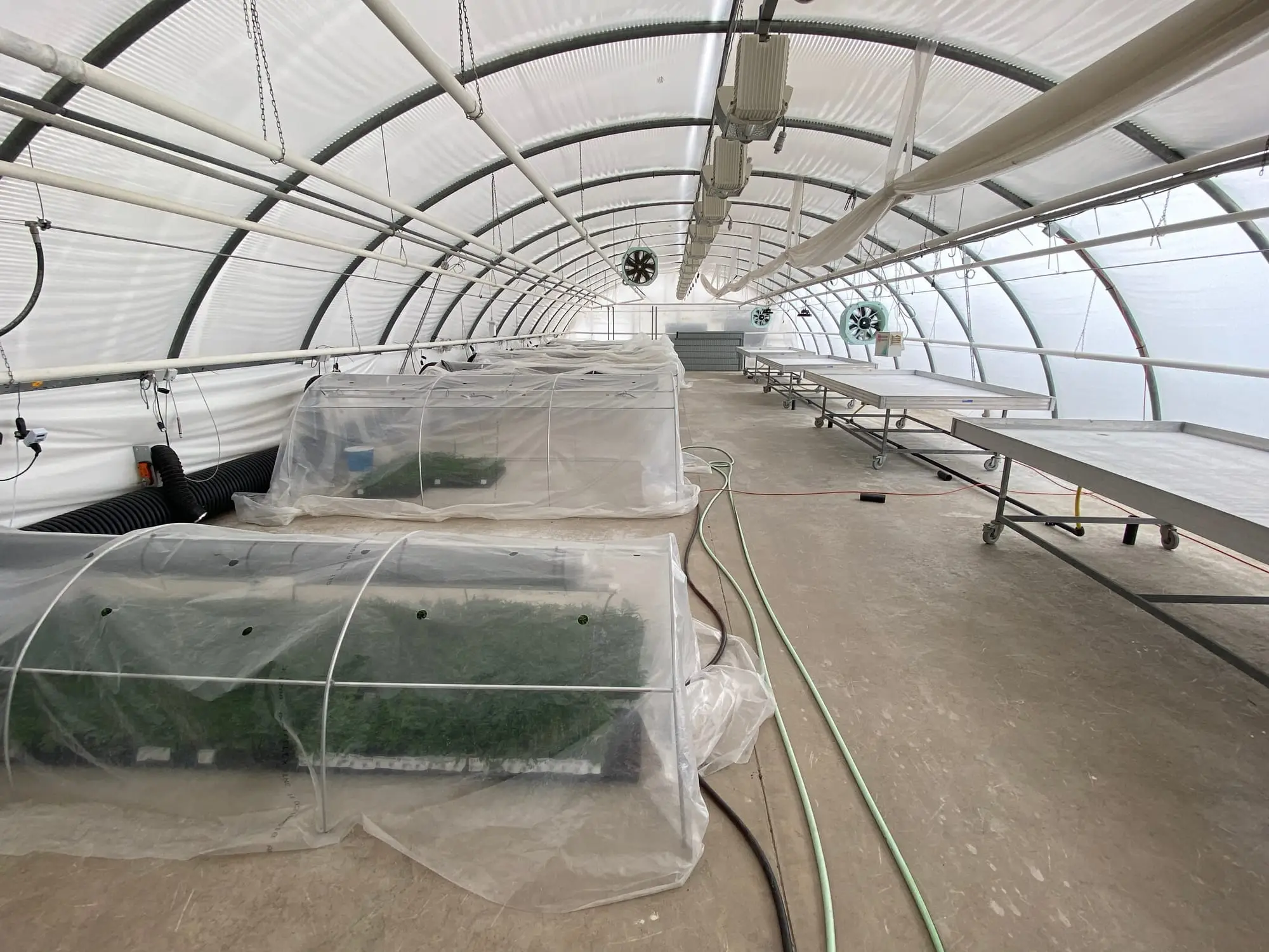 Boutures — production de chanvre CBD chez Hortiprod à Meinier