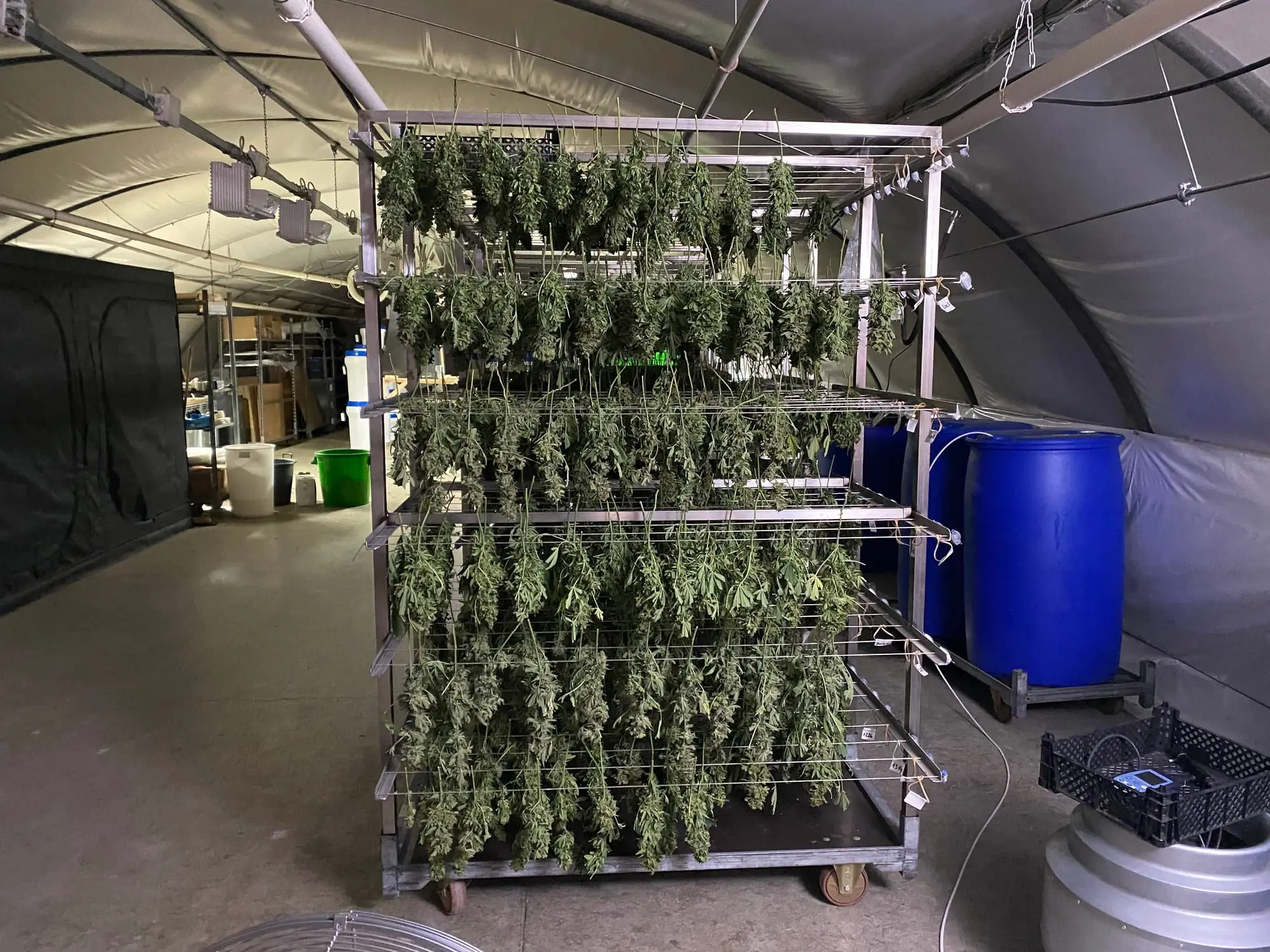 Séchage — production de chanvre CBD chez Hortiprod à Meinier