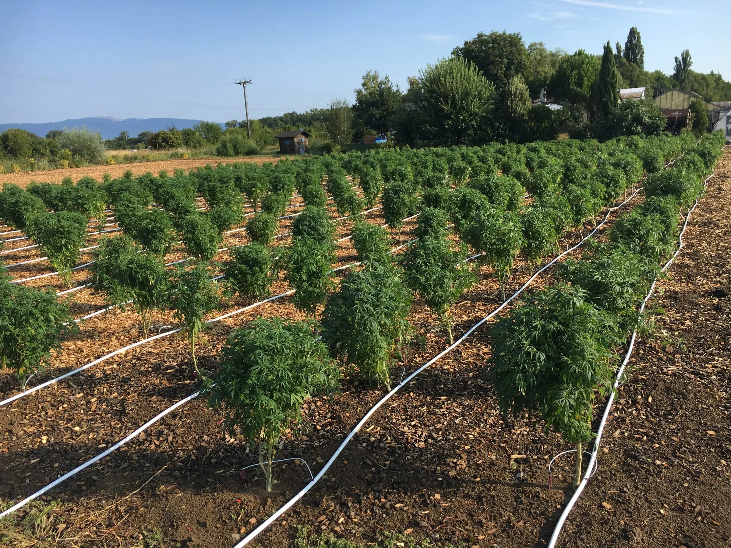 Parcelle de chanvre CBD en plein champ à Meinier, canton de Genève