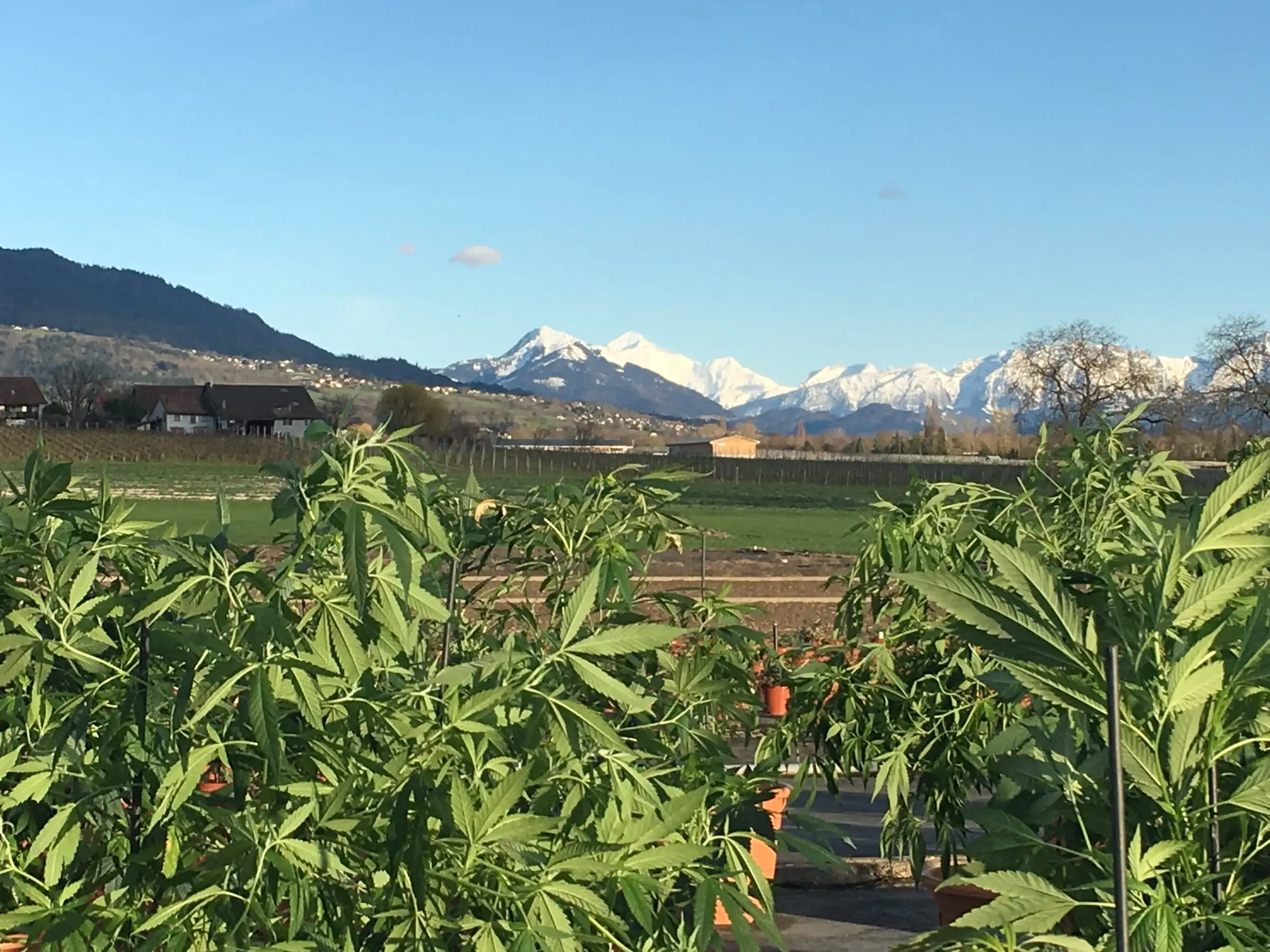 Parcelle de chanvre CBD en plein champ à Meinier, canton de Genève