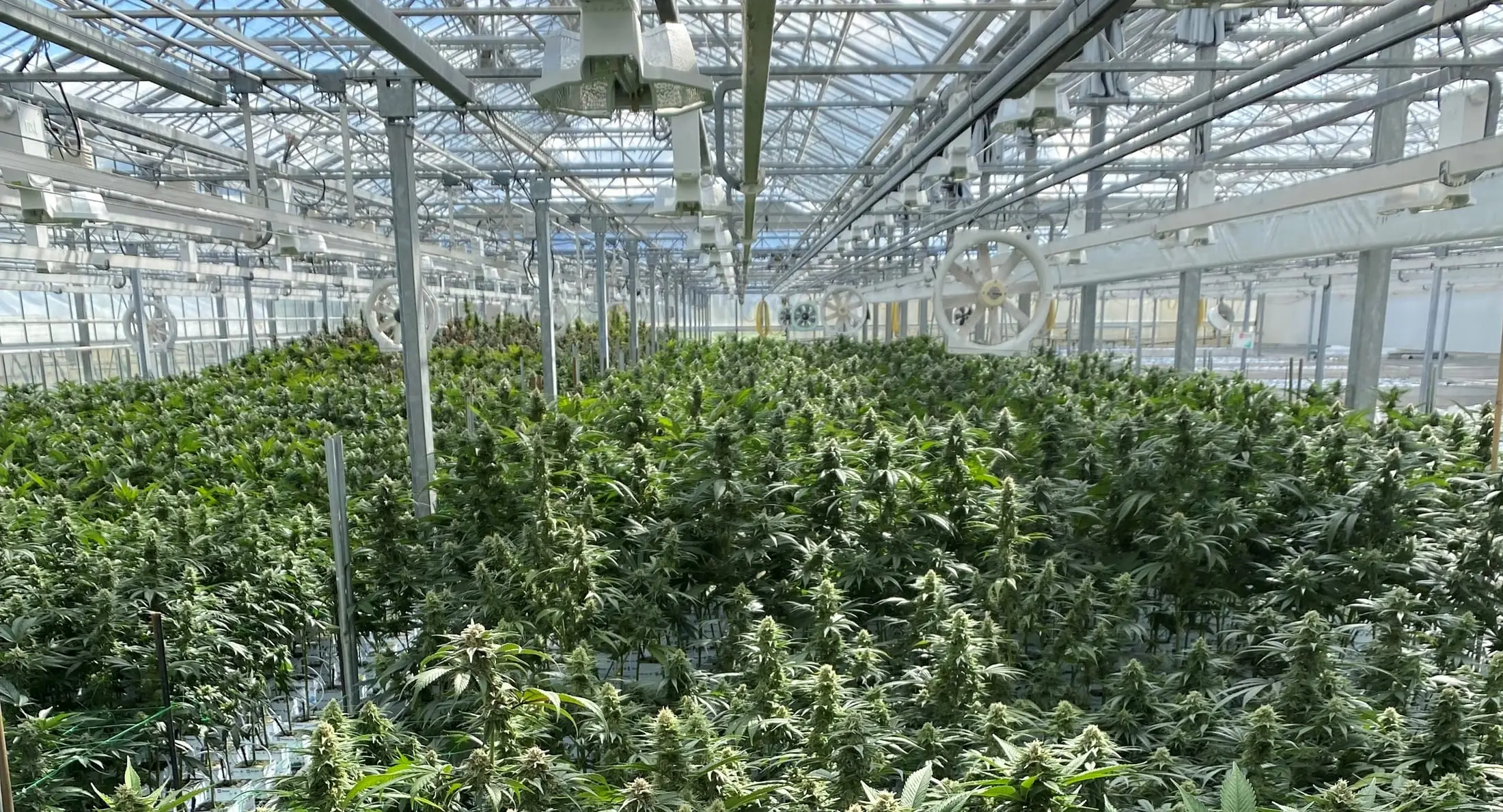 Floraison — production de chanvre CBD chez Hortiprod à Meinier