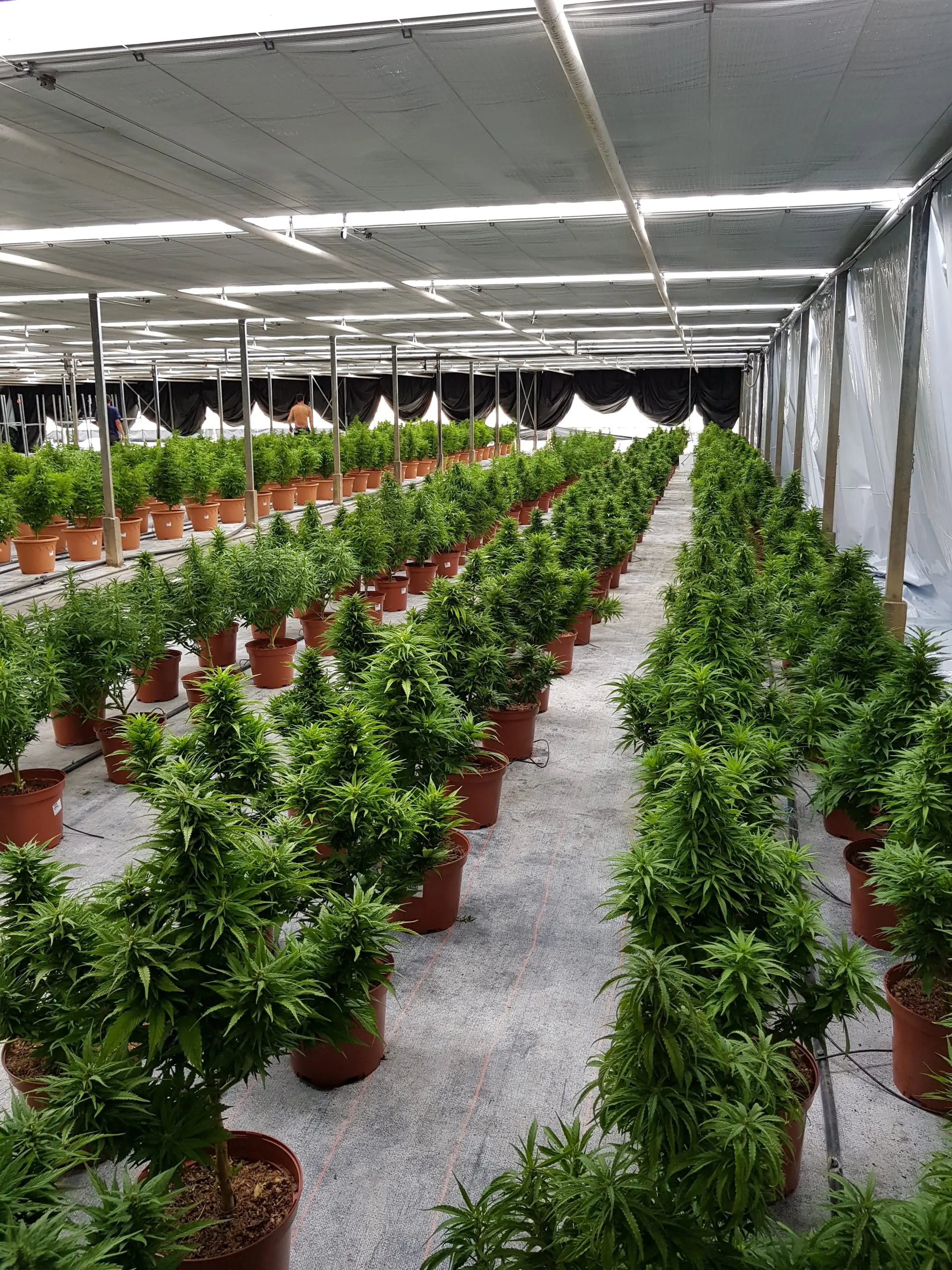 Serres et champs de chanvre CBD d’Hortiprod à Meinier, Genève