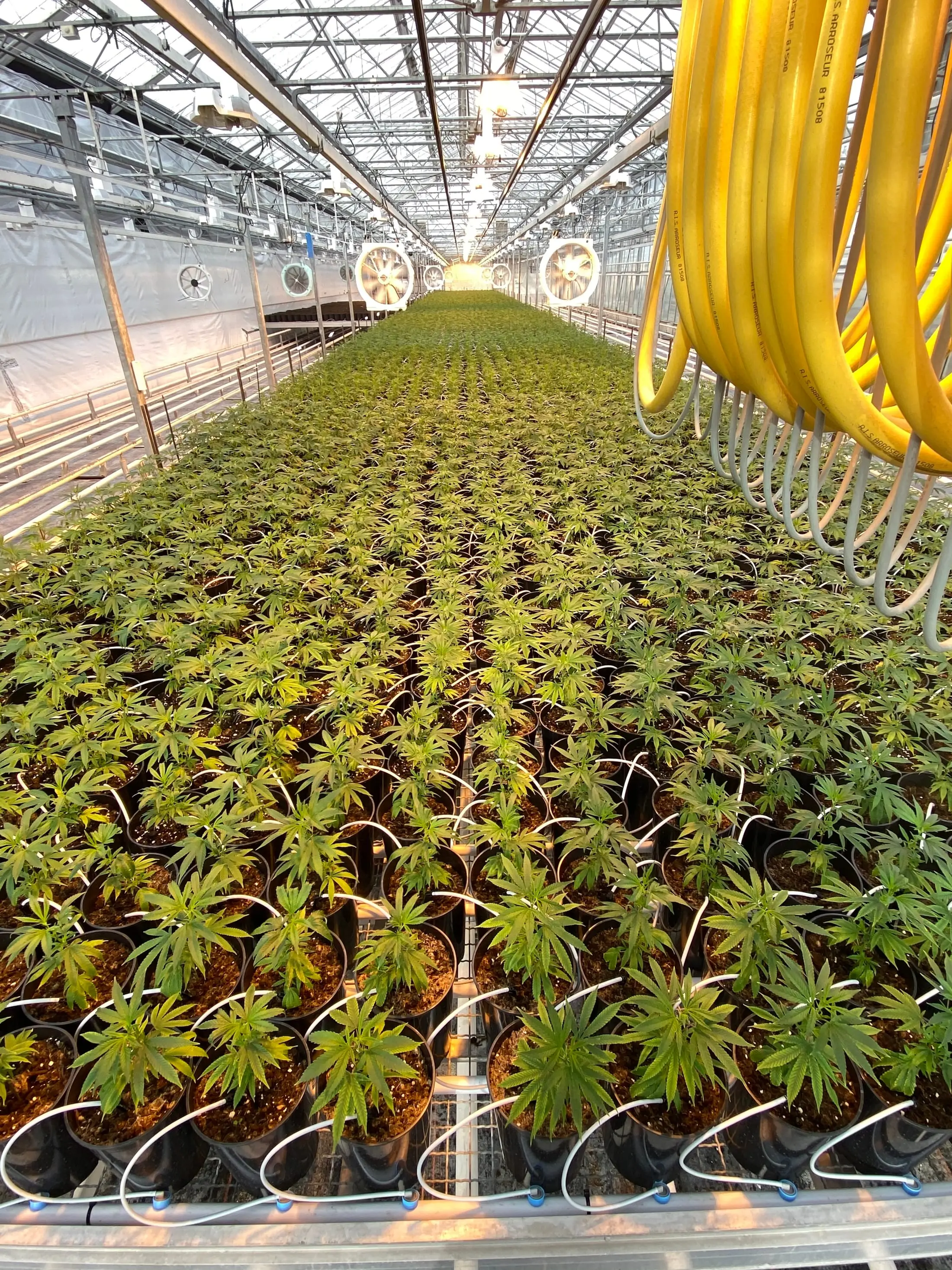 Serres et champs de chanvre CBD d’Hortiprod à Meinier, Genève