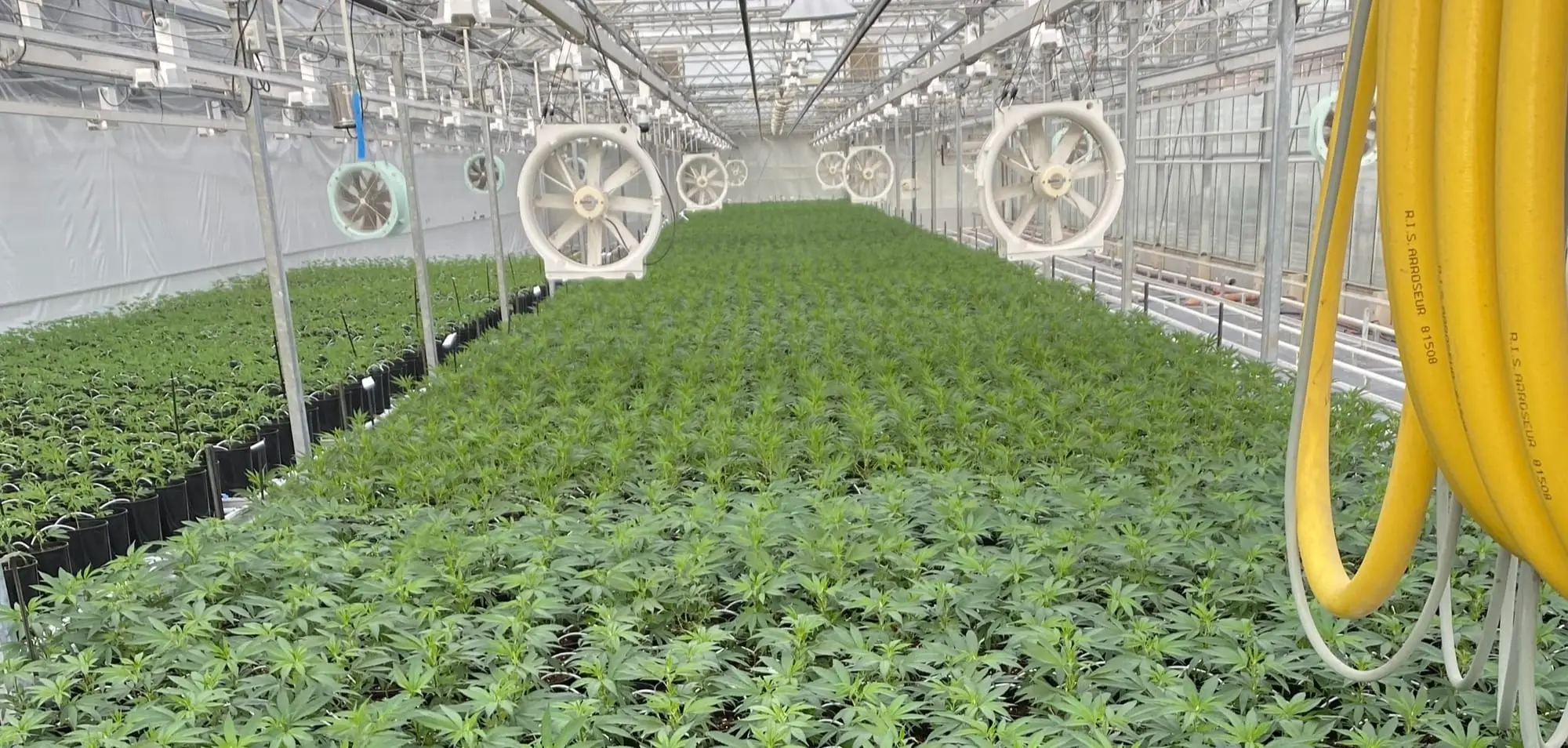 Croissance — production de chanvre CBD chez Hortiprod à Meinier
