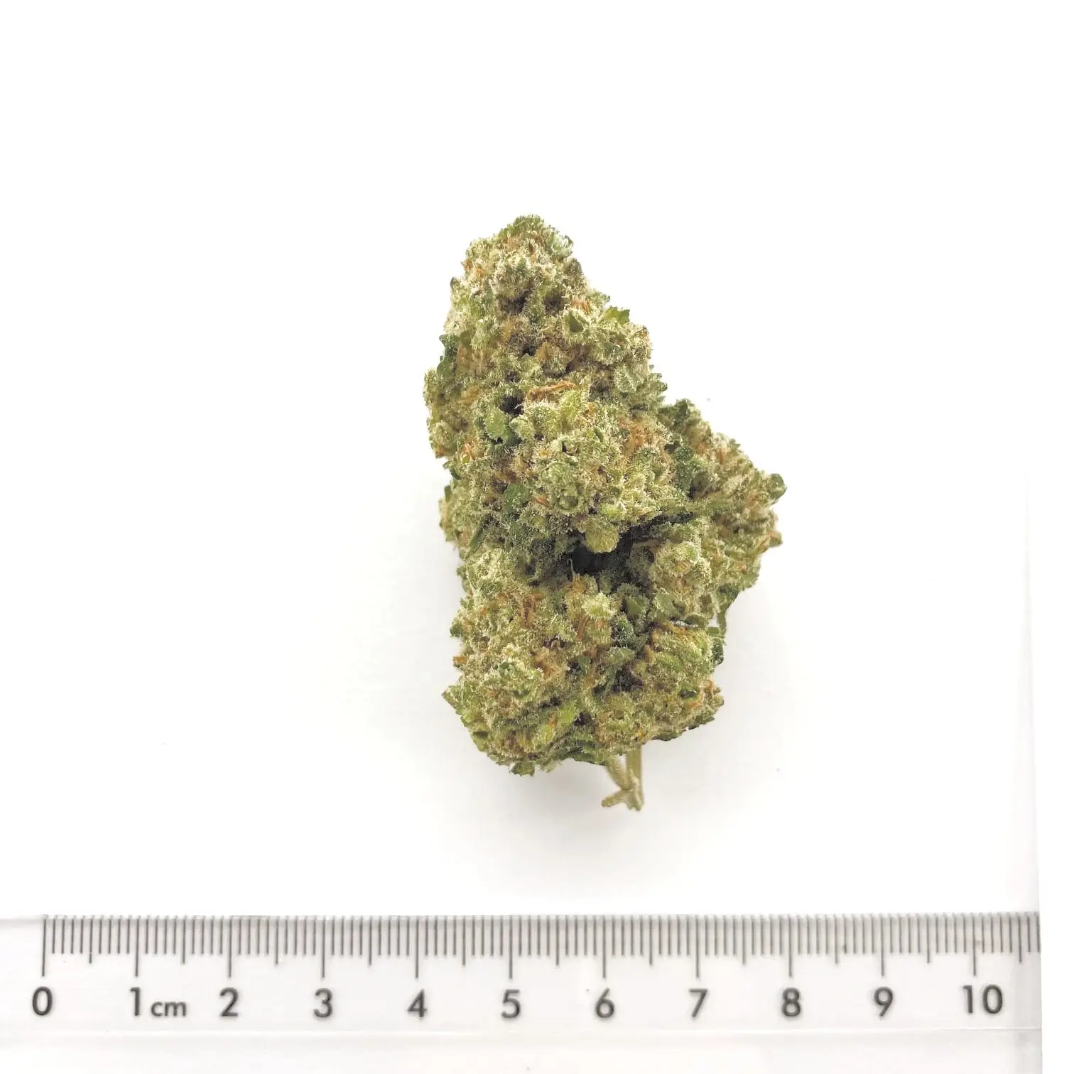 Fleur de chanvre CBD Harlequin, cultivée à Meinier (Genève)