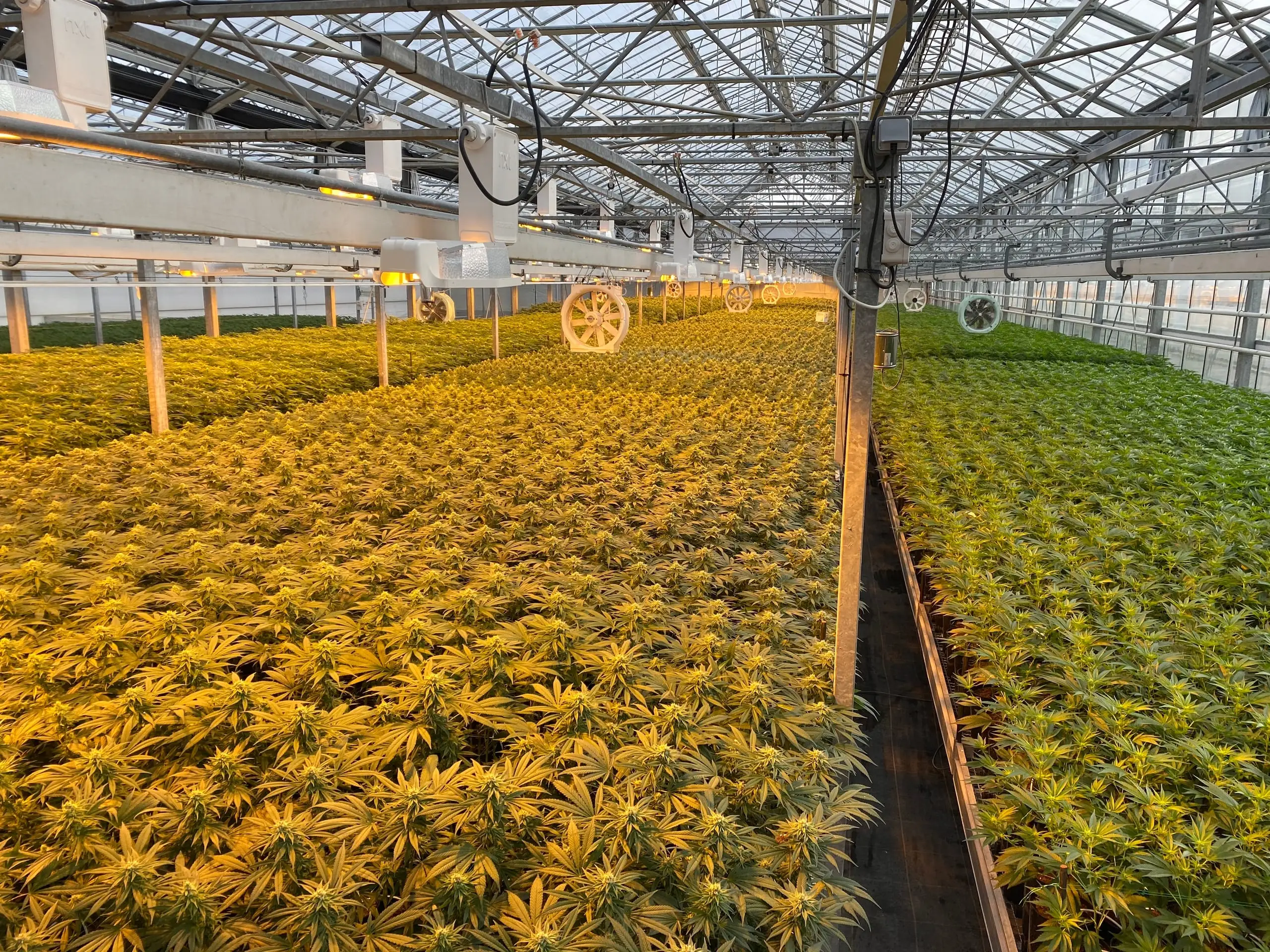 Serres et champs de chanvre CBD d’Hortiprod à Meinier, Genève