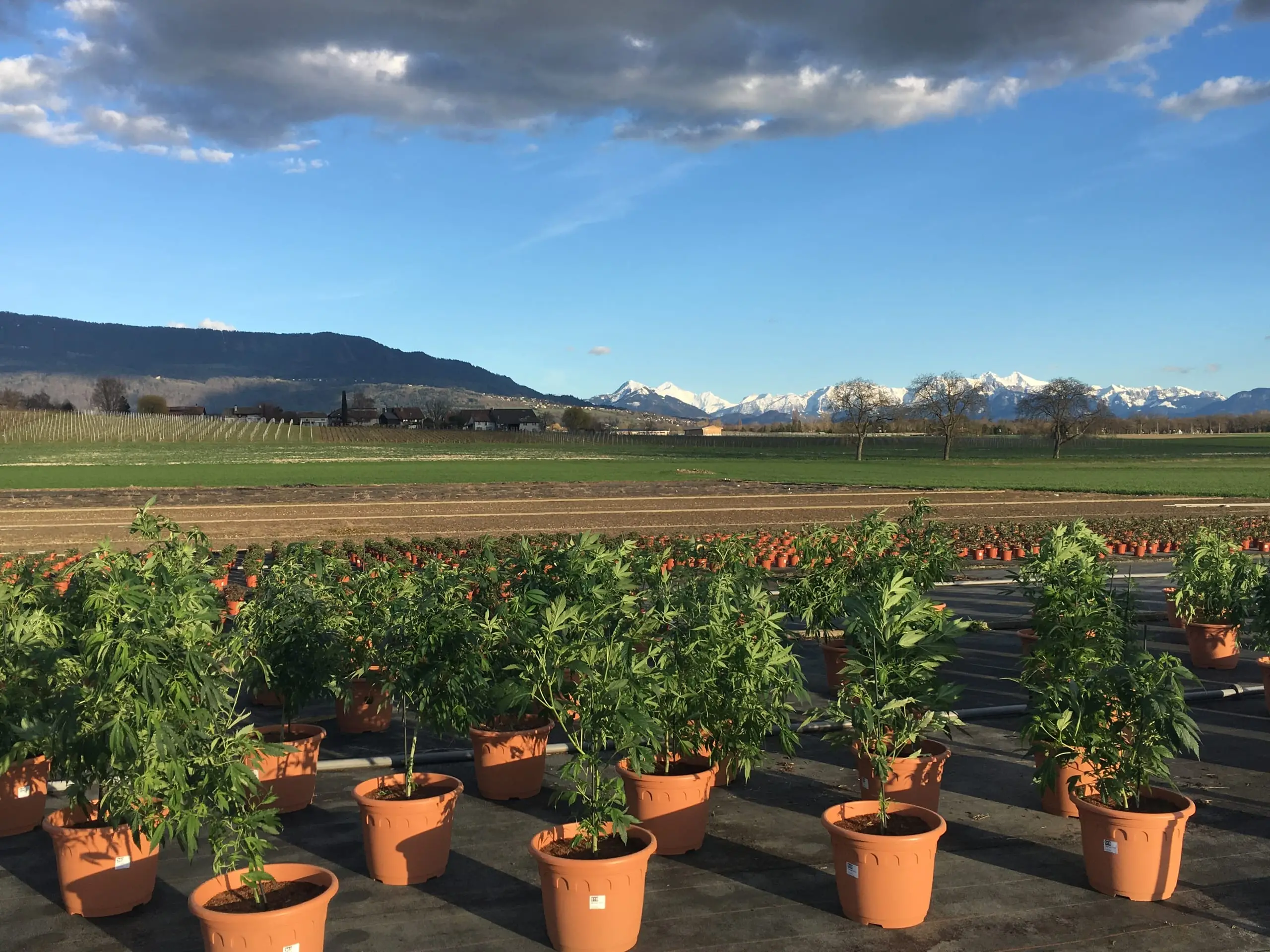Serres et champs de chanvre CBD d’Hortiprod à Meinier, Genève