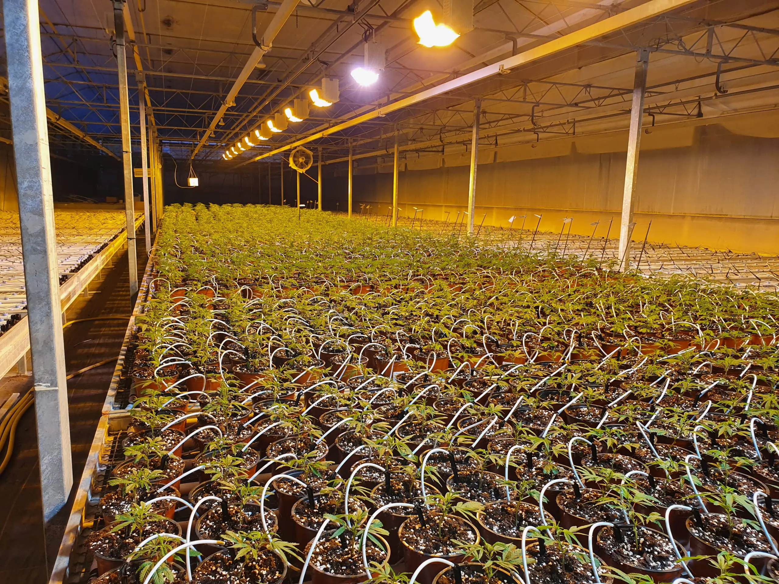 Serres et champs de chanvre CBD d’Hortiprod à Meinier, Genève