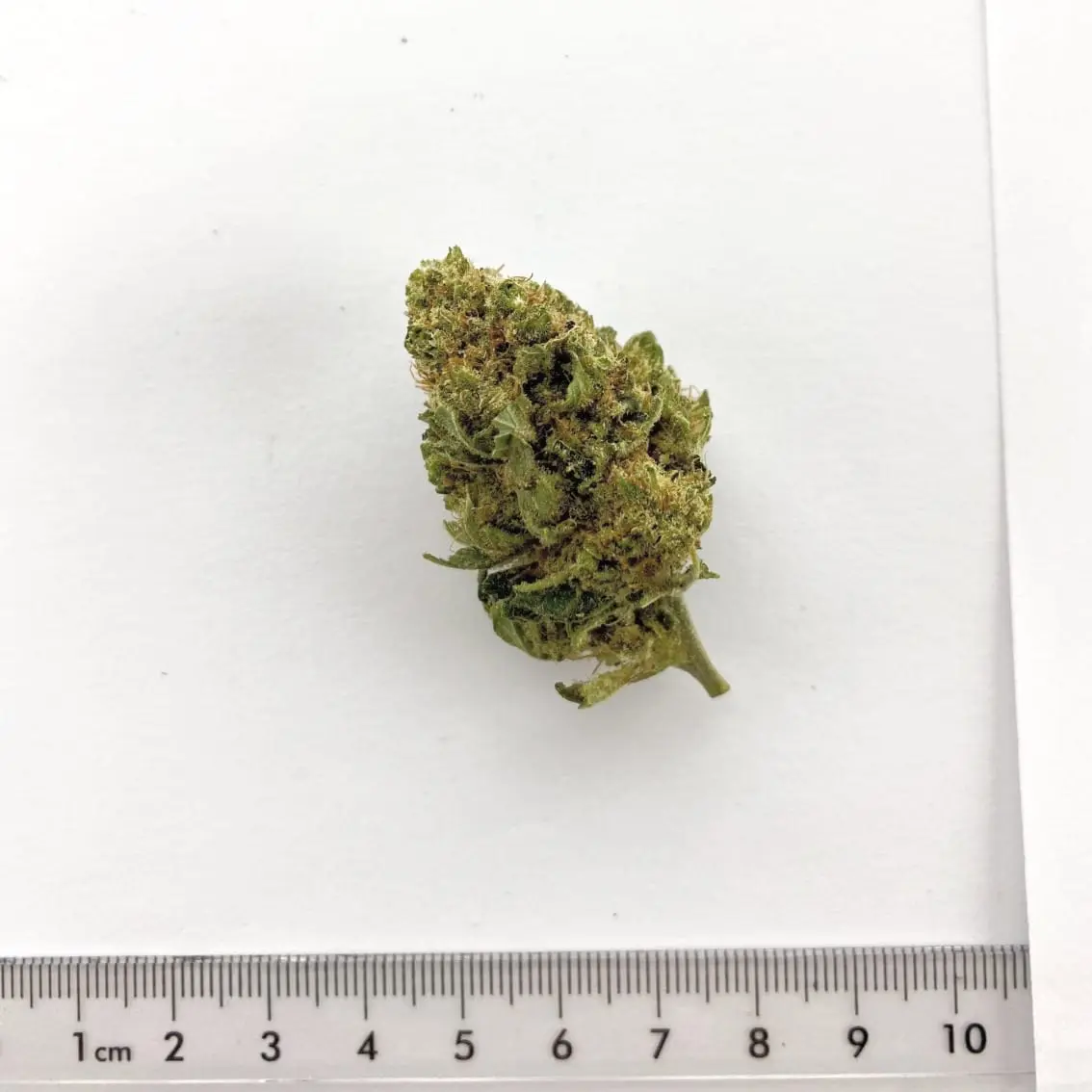 Fleur de chanvre CBD Helvetic Power Plant, cultivée à Meinier (Genève)