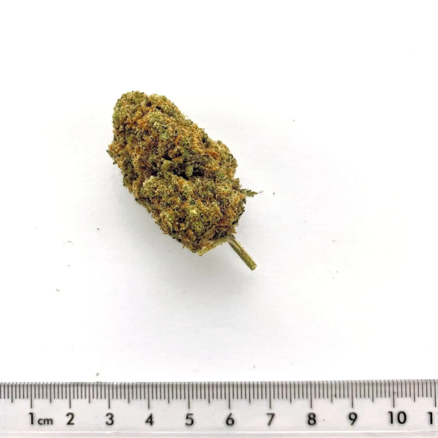 Fleur de chanvre CBD Harlequin x Strawberry, cultivée à Meinier (Genève)
