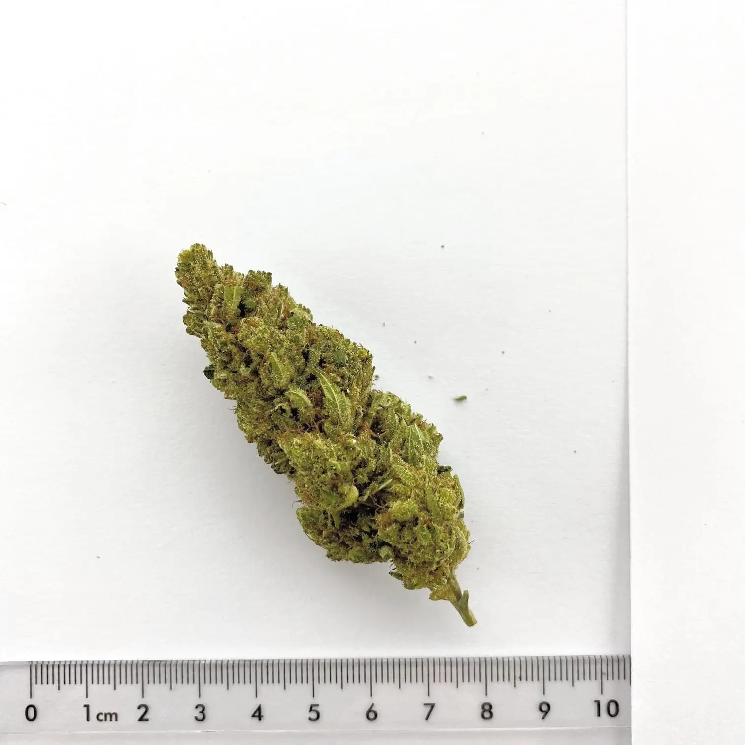 Fleur de chanvre CBD Igloo, cultivée à Meinier (Genève)