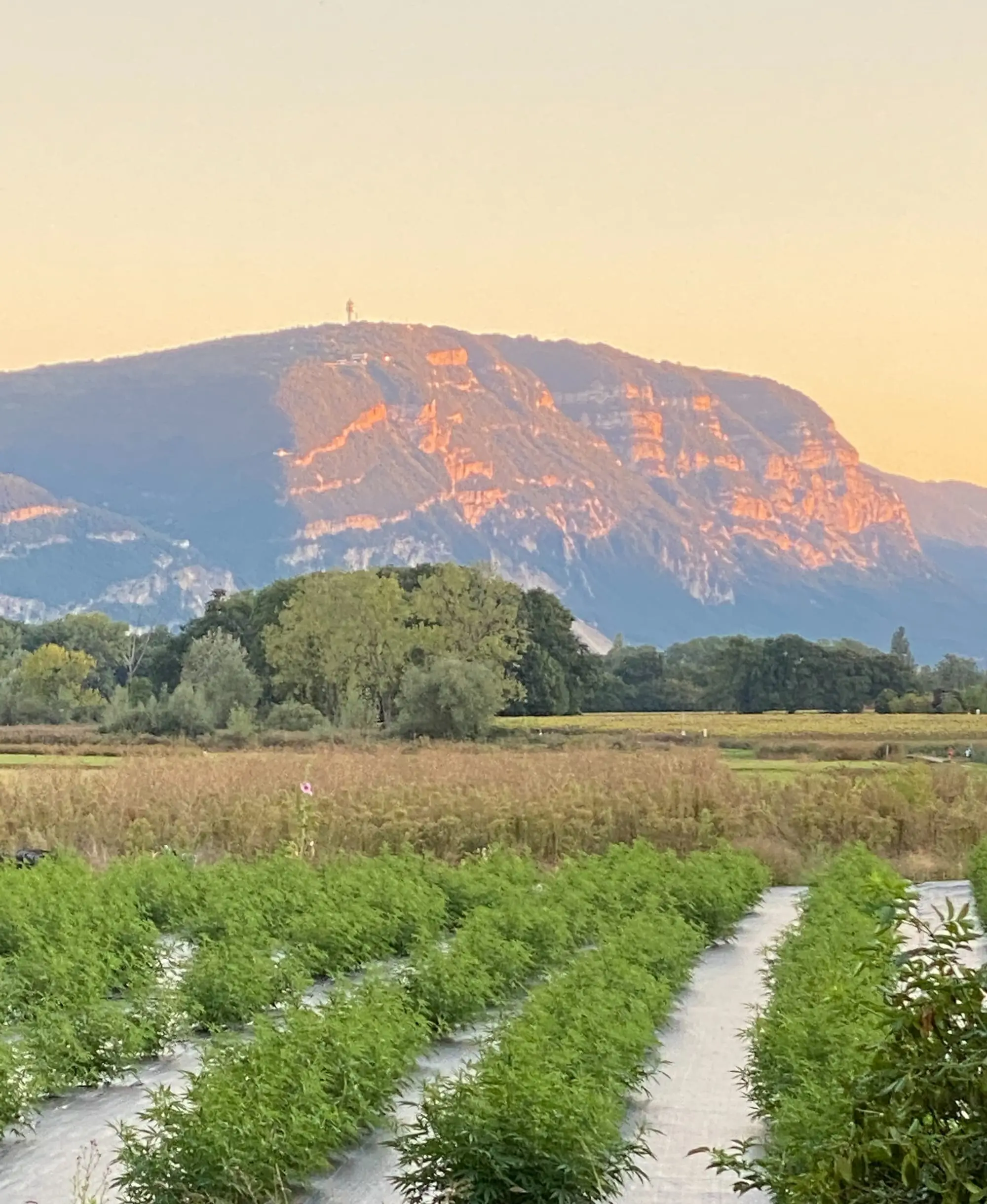 Parcelle de chanvre CBD en plein champ à Meinier, canton de Genève