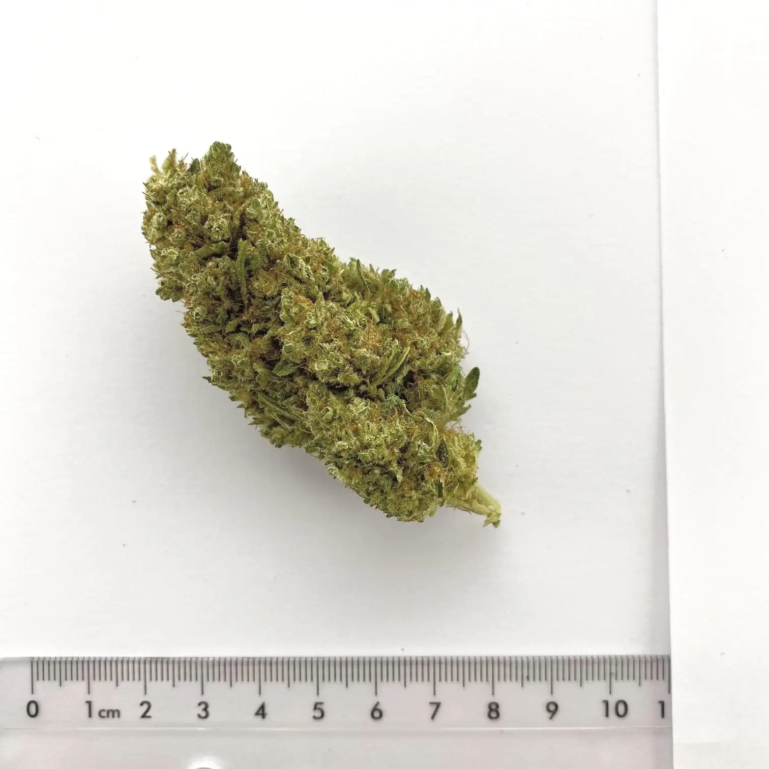 Fleur de chanvre CBD Limoncella, cultivée à Meinier (Genève)
