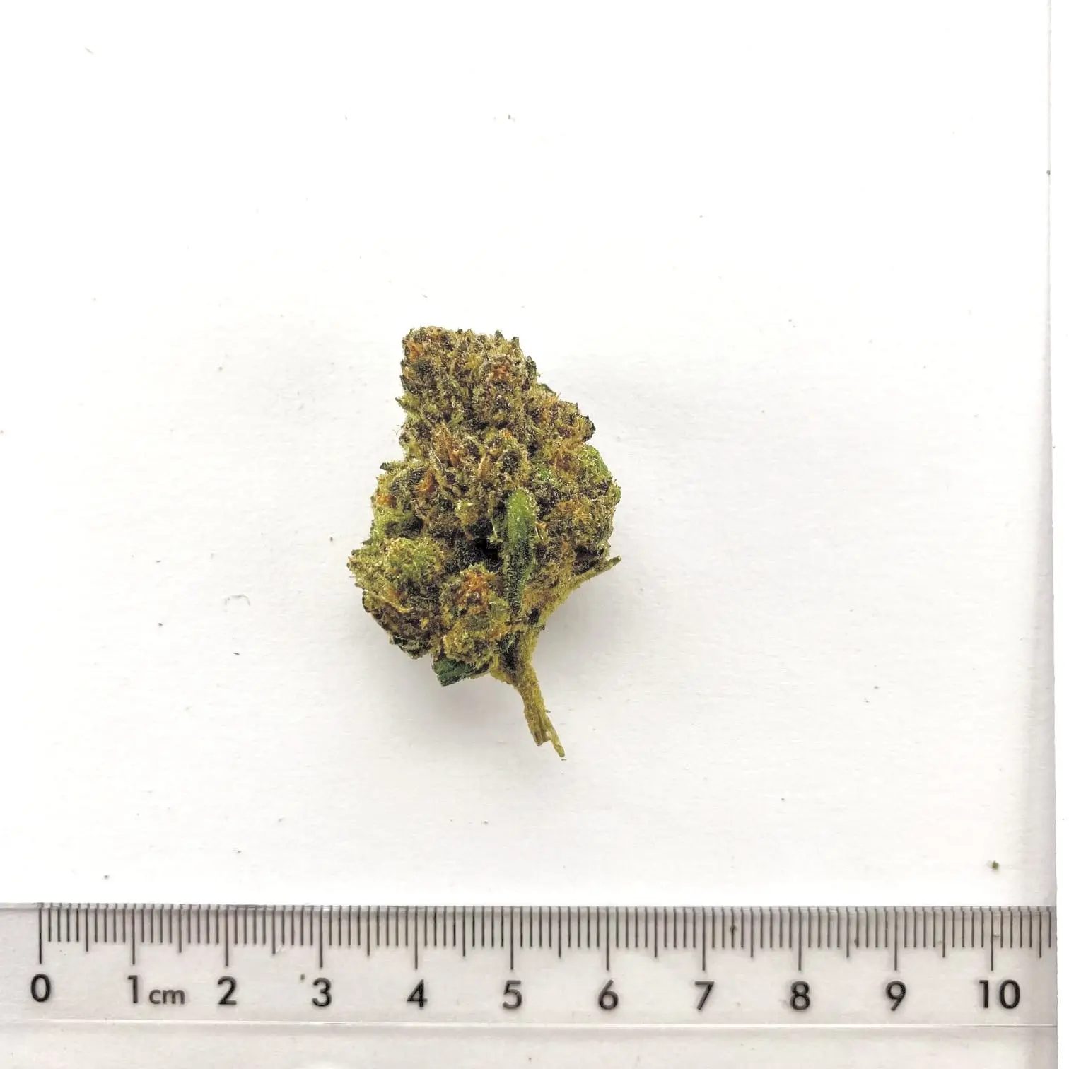 Fleur de chanvre CBD Mango Haze, cultivée à Meinier (Genève)