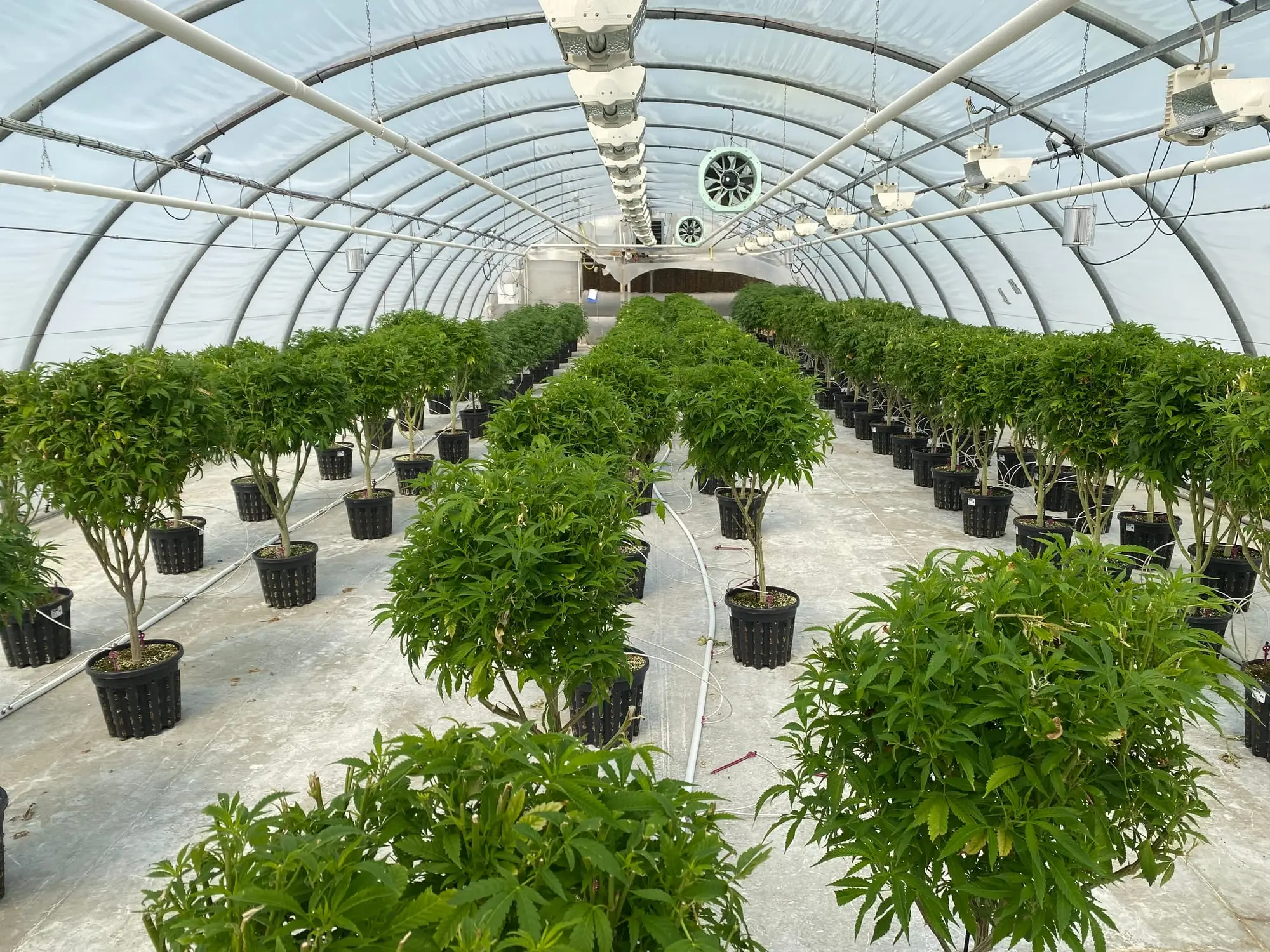 Pieds-mères — production de chanvre CBD chez Hortiprod à Meinier