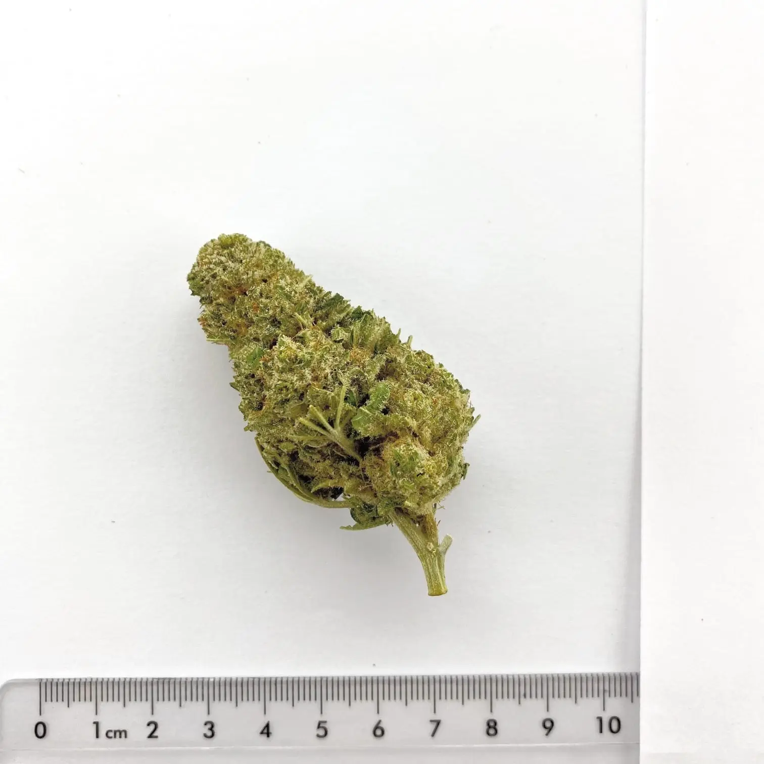 Fleur de chanvre CBD N°22, cultivée à Meinier (Genève)
