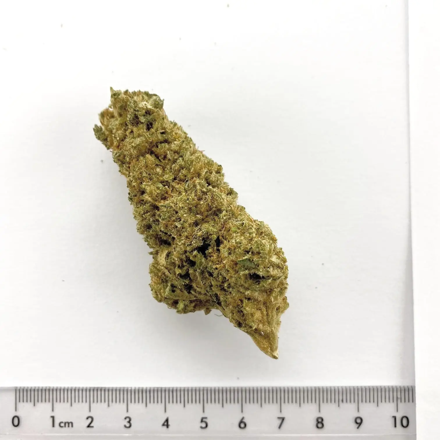 Fleur de chanvre CBD Orange Gelato, cultivée à Meinier (Genève)