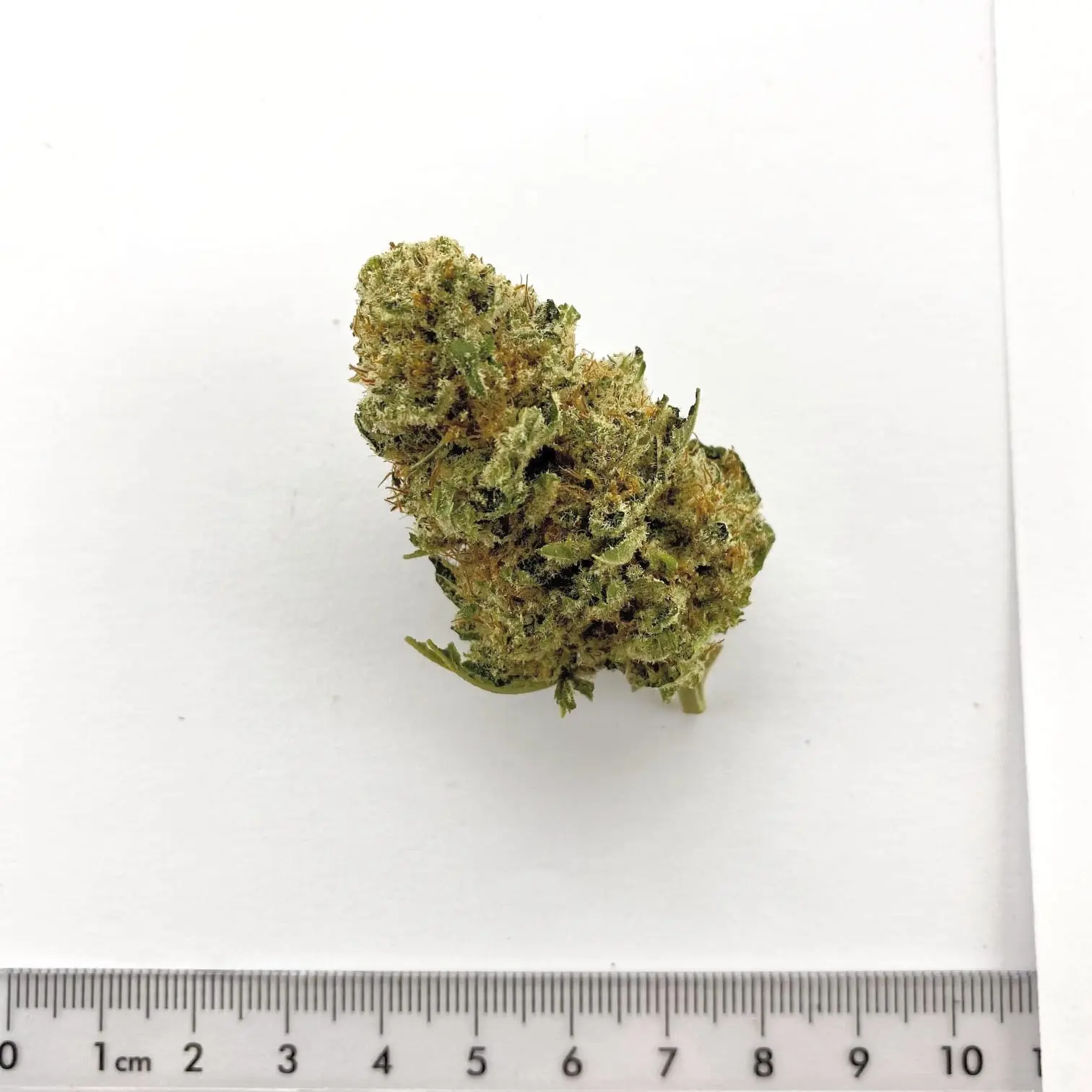 Fleur de chanvre CBD Orangello, cultivée à Meinier (Genève)