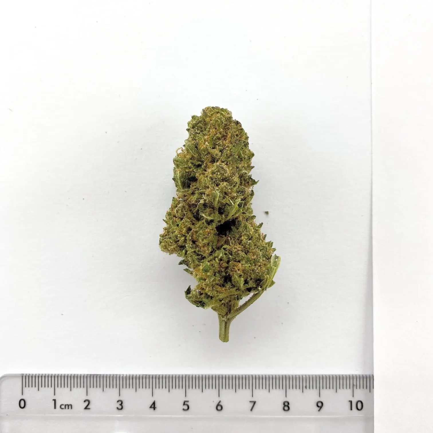 Fleur de chanvre CBD Queen of Night, cultivée à Meinier (Genève)