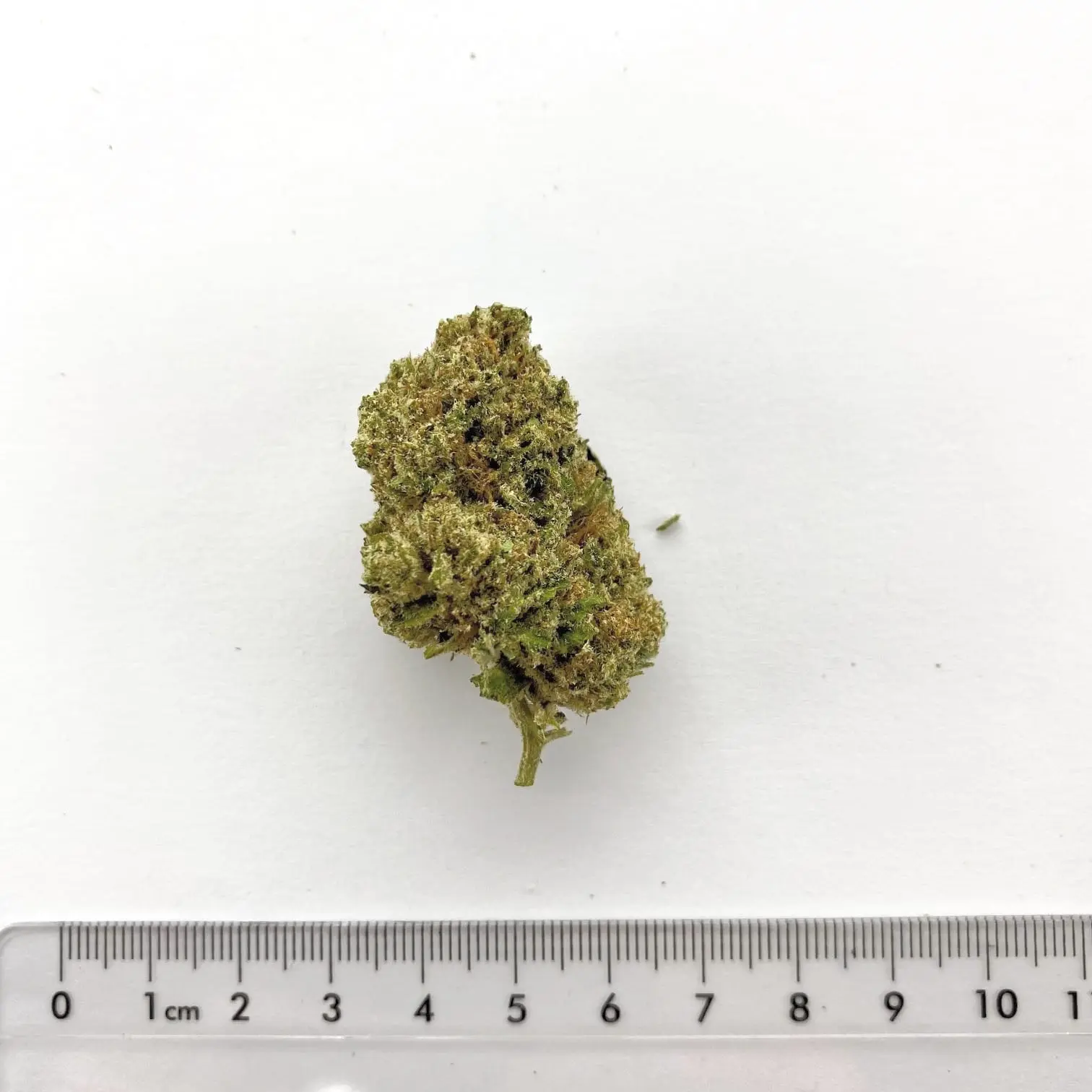 Fleur de chanvre CBD Suver Haze, cultivée à Meinier (Genève)