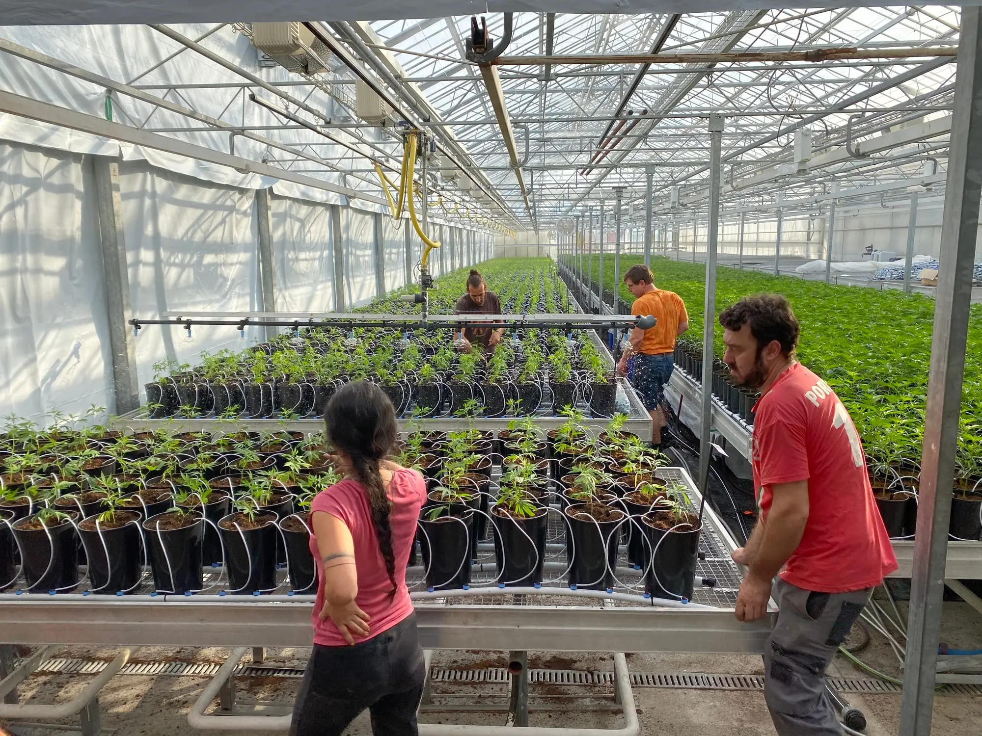 L’équipe d’Hortiprod au travail dans les serres de Meinier