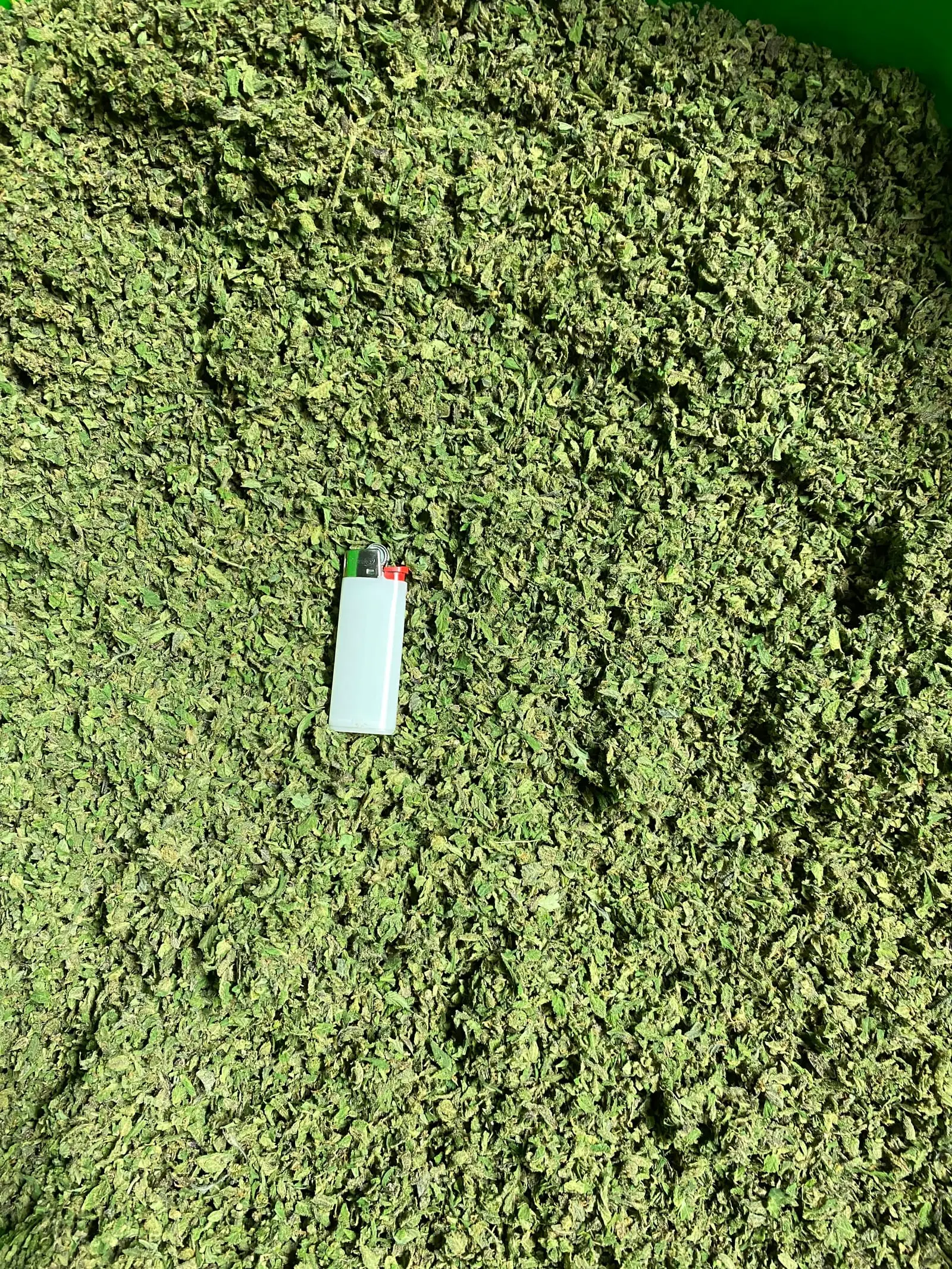 Fleur de chanvre CBD Trim, cultivée à Meinier (Genève)