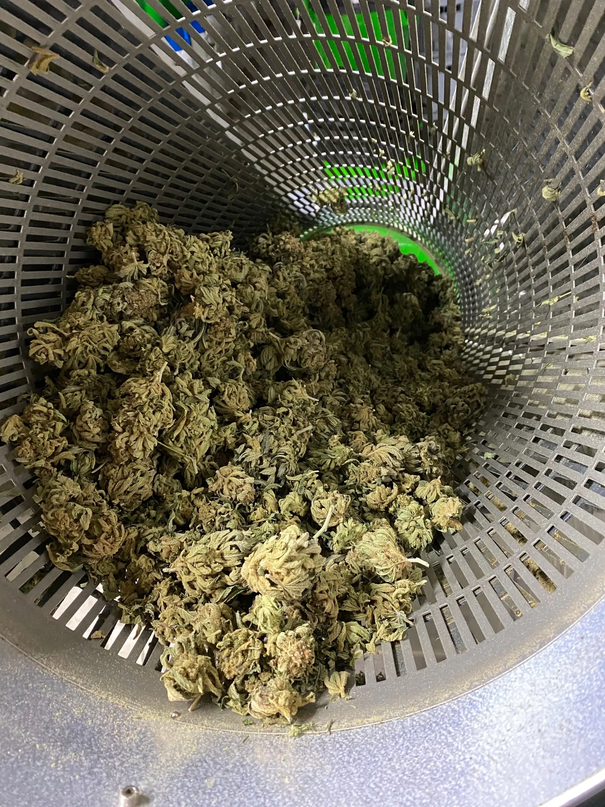 Trim — production de chanvre CBD chez Hortiprod à Meinier
