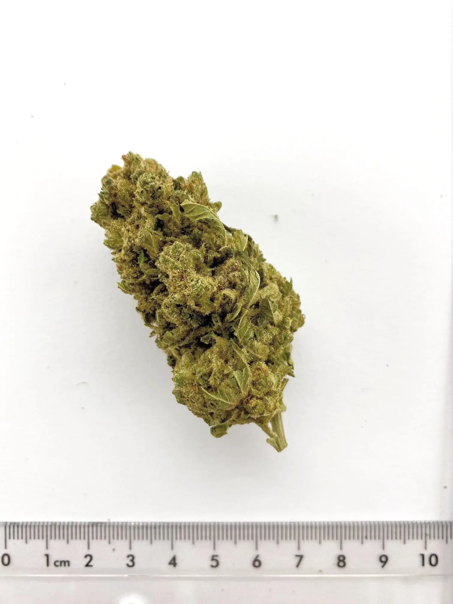 Fleur de chanvre CBD V1, cultivée à Meinier (Genève)