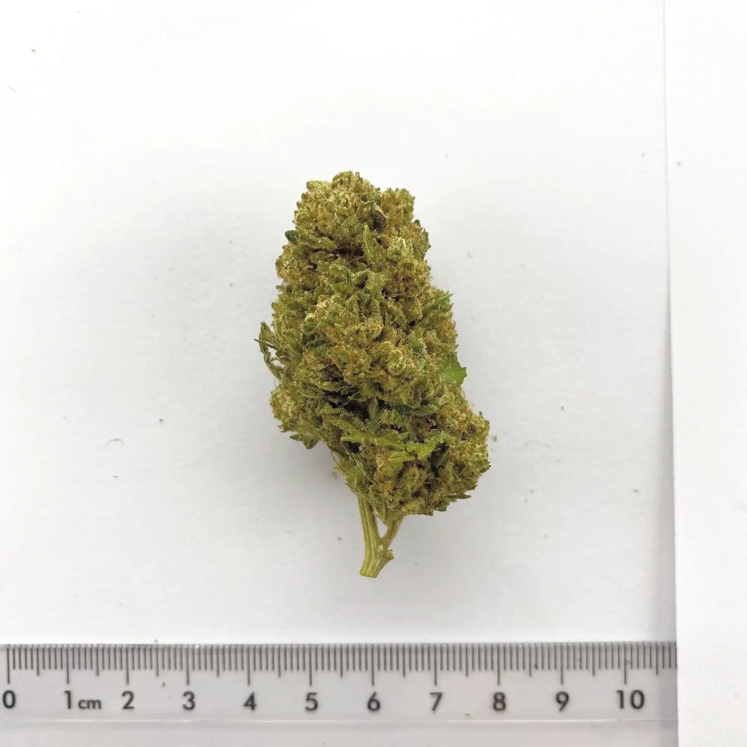 Fleur de chanvre CBD White Marlon, cultivée à Meinier (Genève)